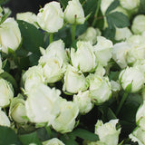 Zoom sur un bouquet de roses dans les tons blanc avec des touches de vert par Maison Fiori, fleuriste à Nice. Nous sublimons la Fête des Mères 2026 avec la livraison de bouquets de fleurs à domicile à Nice et Monaco.Ouvert tous les jours et le dimanche, votre fleuriste propose des pivoines de saison disponibles tout de suite en boutique ou en livraison.  Spécialiste de la décoration florale de mariage sur la Côte d'Azur, Maison Fiori propose également des abonnements floraux pour bureaux et entreprises.