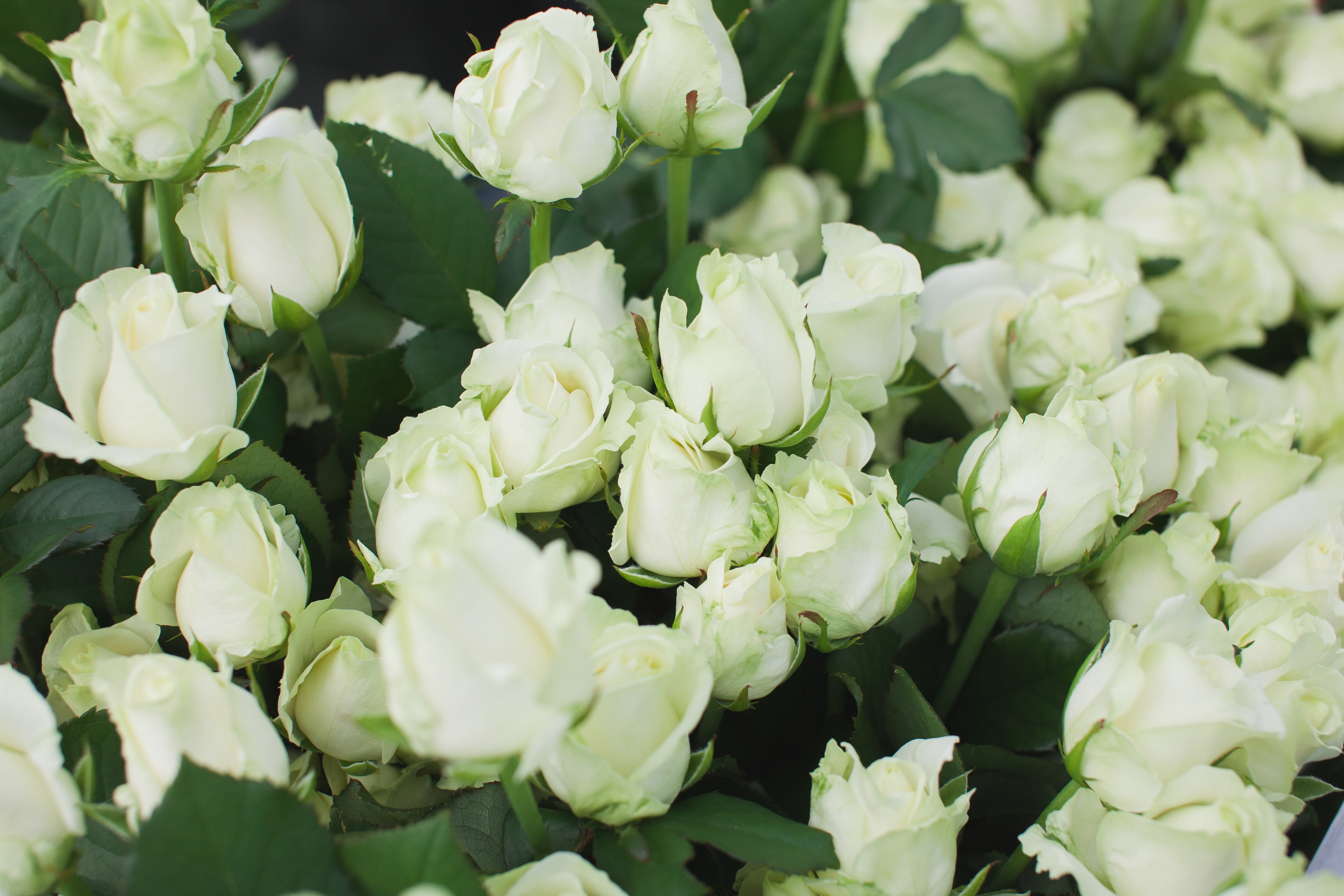 Zoom sur un bouquet de roses dans les tons blanc avec des touches de vert par Maison Fiori, fleuriste à Nice. Nous sublimons la Fête des Mères 2026 avec la livraison de bouquets de fleurs à domicile à Nice et Monaco.Ouvert tous les jours et le dimanche, votre fleuriste propose des pivoines de saison disponibles tout de suite en boutique ou en livraison.  Spécialiste de la décoration florale de mariage sur la Côte d'Azur, Maison Fiori propose également des abonnements floraux pour bureaux et entreprises.