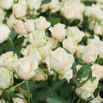 Zoom sur un bouquet de roses dans les tons roses avec des touches de vert par Maison Fiori, fleuriste à Nice. Nous sublimons la Fête des Mères 2026 avec la livraison de bouquets de fleurs à domicile à Nice et Monaco.Ouvert tous les jours et le dimanche, votre fleuriste propose des pivoines de saison disponibles tout de suite en boutique ou en livraison.  Spécialiste de la décoration florale de mariage sur la Côte d'Azur, Maison Fiori propose également des abonnements floraux pour bureaux et entreprises.