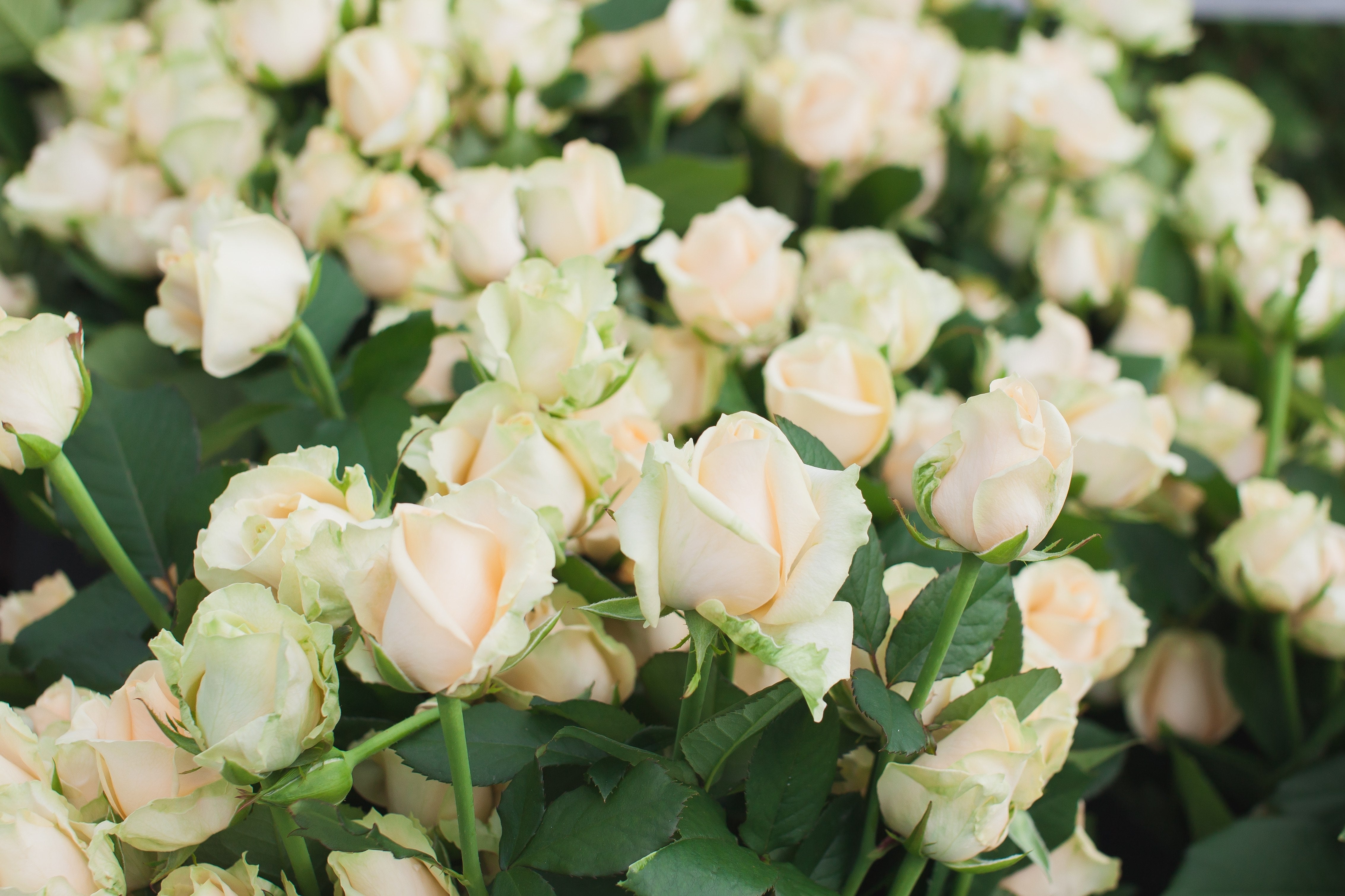 Zoom sur un bouquet de roses dans les tons roses avec des touches de vert par Maison Fiori, fleuriste à Nice. Nous sublimons la Fête des Mères 2026 avec la livraison de bouquets de fleurs à domicile à Nice et Monaco.Ouvert tous les jours et le dimanche, votre fleuriste propose des pivoines de saison disponibles tout de suite en boutique ou en livraison.  Spécialiste de la décoration florale de mariage sur la Côte d'Azur, Maison Fiori propose également des abonnements floraux pour bureaux et entreprises.