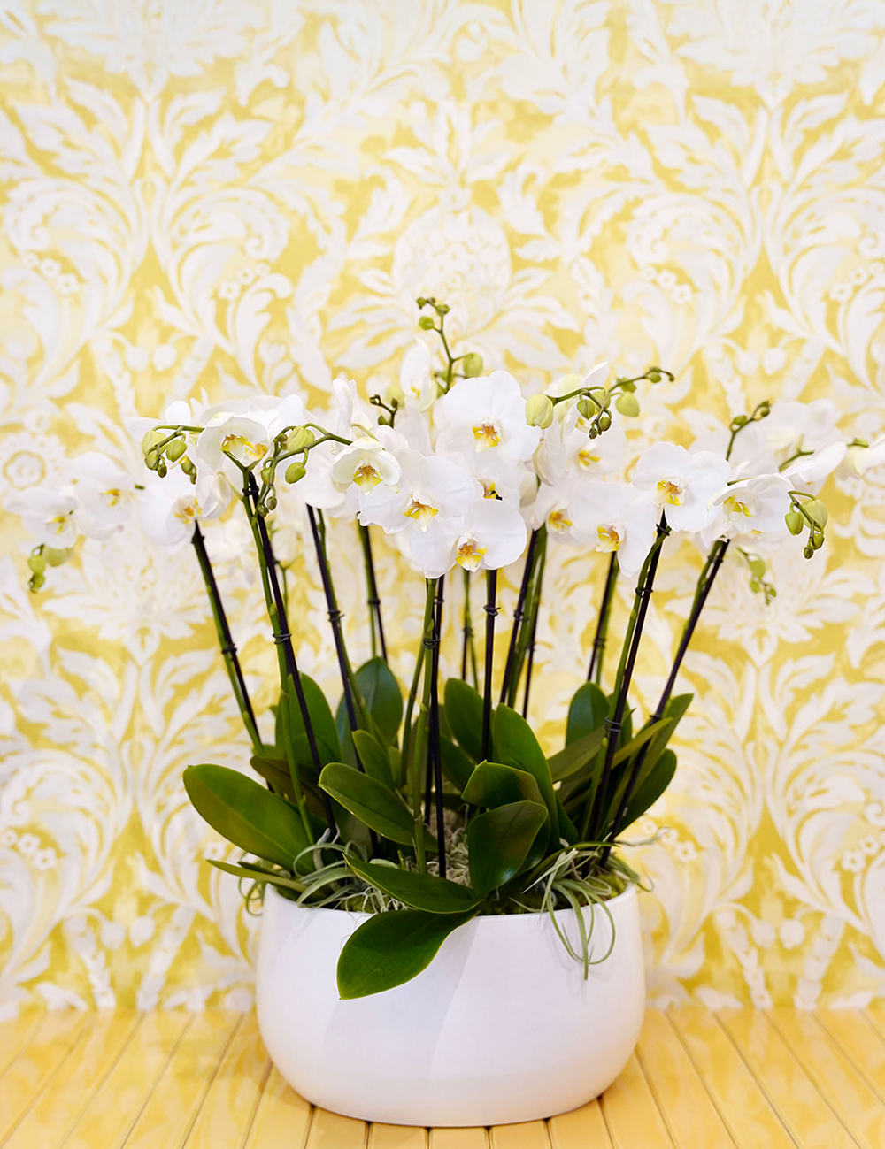 Arrangement floral d’orchidées phalaenopsis blanches dans un pot rond blanc, style raffiné et moderne.