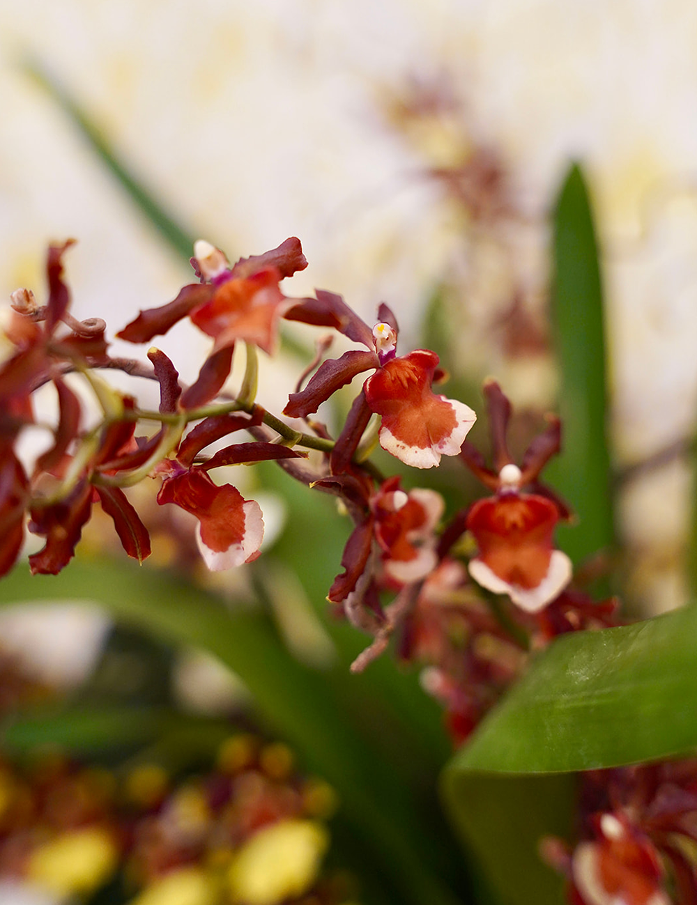 Arrangement d’orchidées rouges et orangées à l’allure raffinée et luxueuse dans un pot rond blanc.