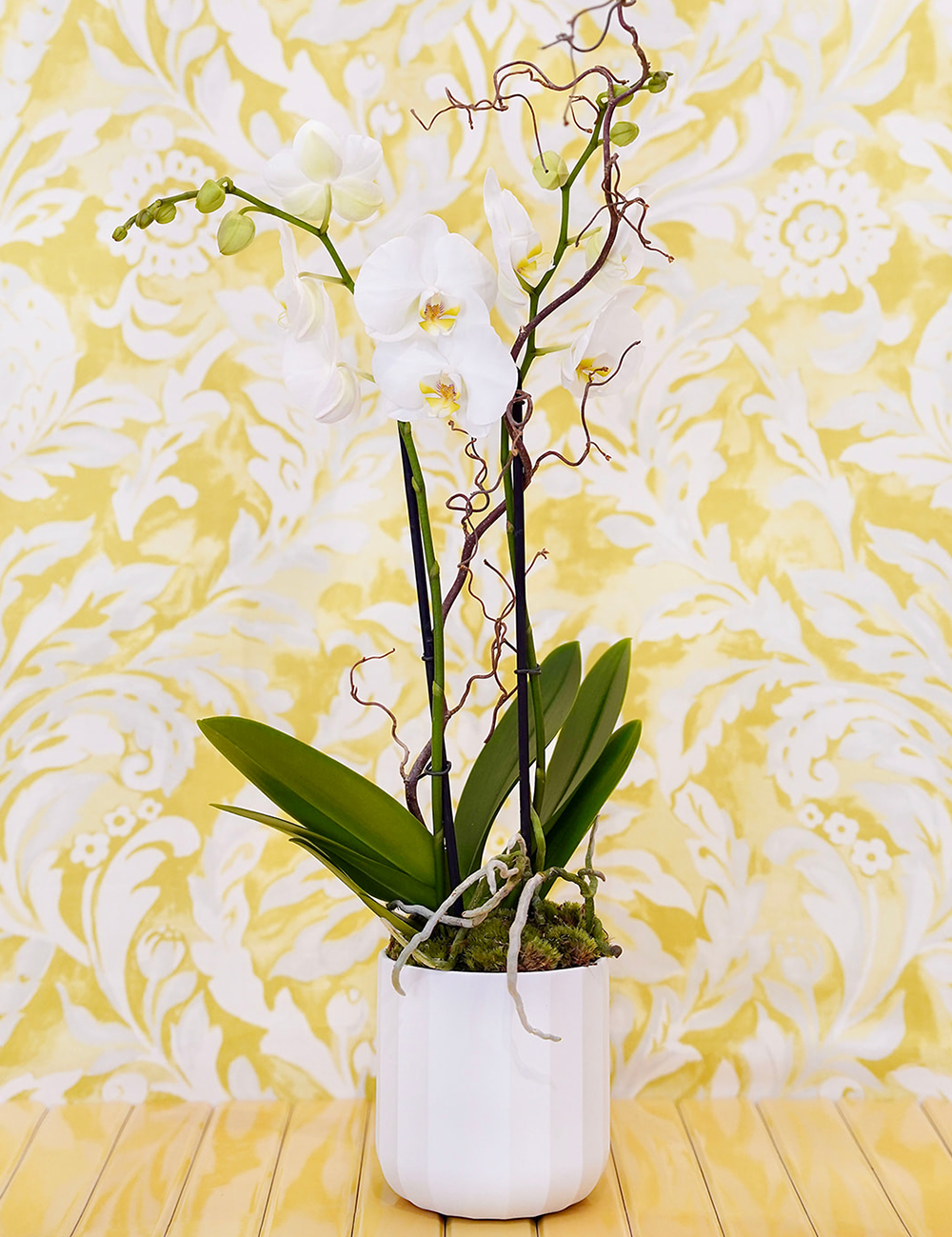 Orchidée phalaenopsis blanche avec tiges élancées, présentée dans un cache-pot blanc moderne.
