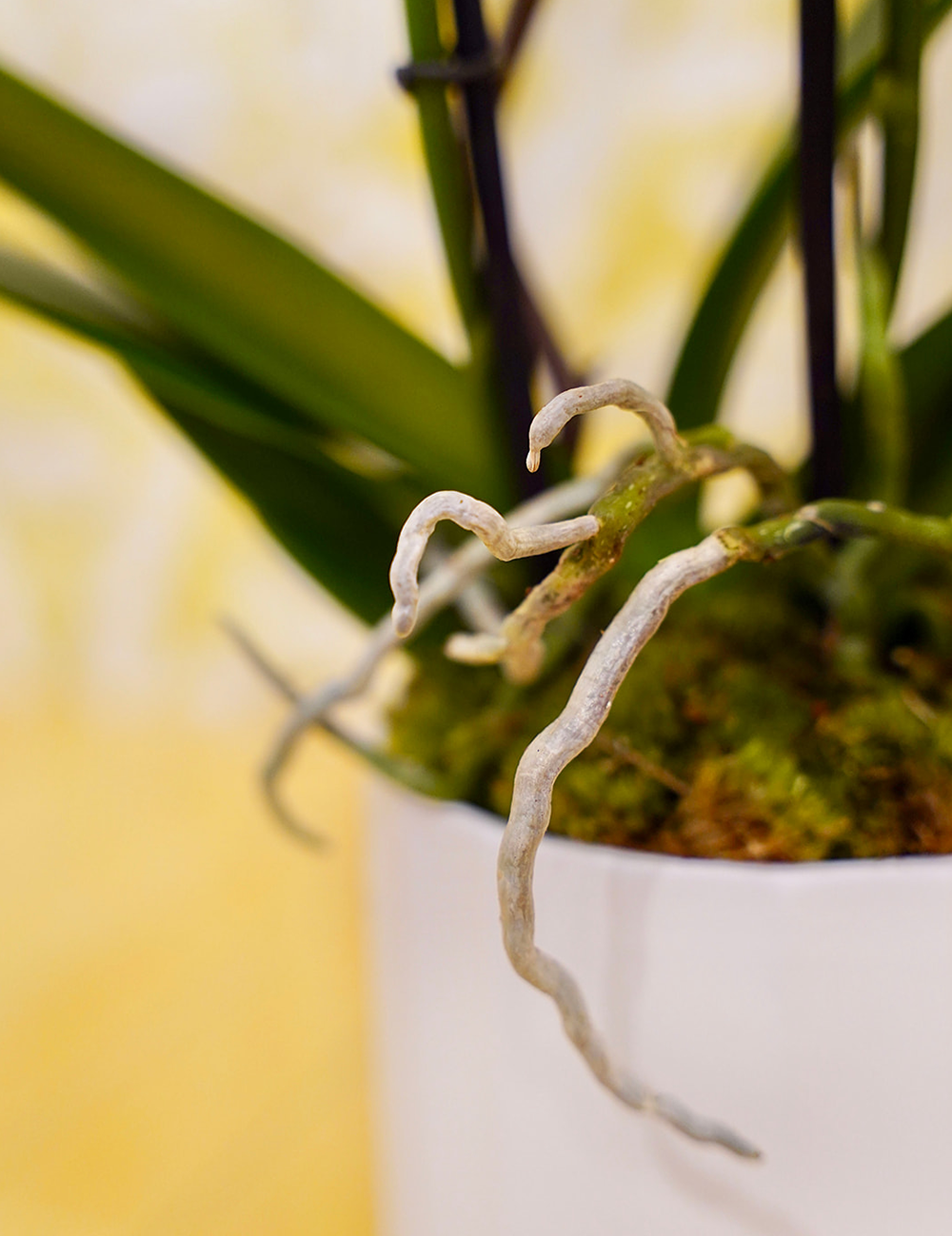 Zoom sur une orchidée phalaenopsis blanche avec tiges élancées, présentée dans un cache-pot blanc moderne.